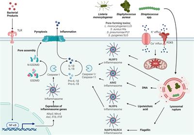 Inflammasome activation by Gram-positive bacteria: Mechanisms of activation and regulation